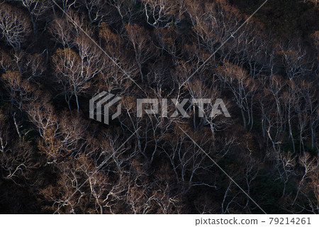 Betula in late autumn 79214261