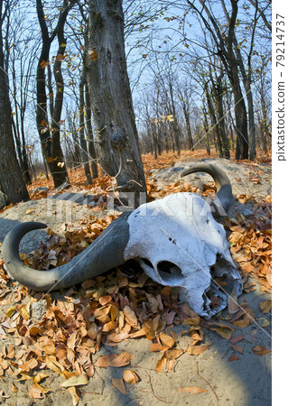 Buffalo Skull, Chobe National Park, Botswana 79214737