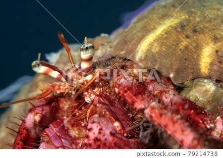 Great hermitcrab, Cabo Cope Puntas del Canegre Natural Park, Spain 79214738