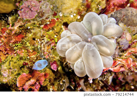 Coral Commensal Shrimp, Bunaken National Marine Park, Indonesia Coral Commensal Shrimp, Bunaken National Marine Park, Indonesia 79214744