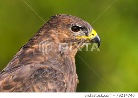Buzzard, Mediterranean Forest, Spain. Buzzard, Mediterranean Forest, Spain. 79214746