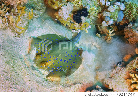 Blue spotted Ribbontail Ray, Red Sea, Egypt Blue spotted Ribbontail Ray, Red Sea, Egypt 79214747