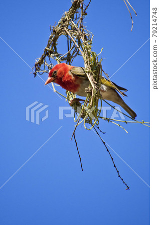 Redheaded Weaver, Kruger National Park, South Africa Redheaded Weaver, Kruger National Park, South Africa 79214748