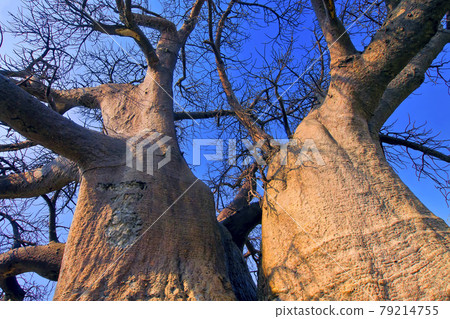 Baobab Tree, Chobe National Park, Botswana, Africa Baobab Tree, Chobe National Park, Botswana, Africa 79214755