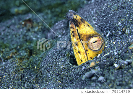 Black-finned Snake Eel, Lembeh, North Sulawesi, Indonesia Black-finned Snake Eel, Lembeh, North Sulawesi, Indonesia 79214759