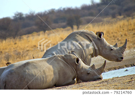 White Rhinoceros, Khama Rhino Sanctuary, Botswana White Rhinoceros, Khama Rhino Sanctuary, Botswana 79214760