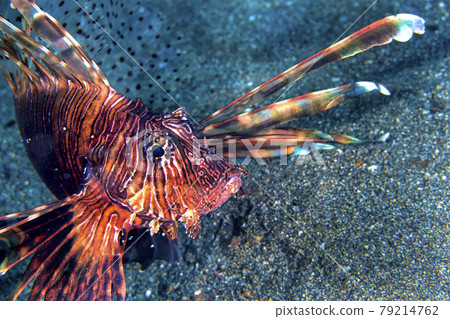 Clearfin Lionfish, Lembeh, North Sulawesi, Indonesia Clearfin Lionfish, Lembeh, North Sulawesi, Indonesia 79214762