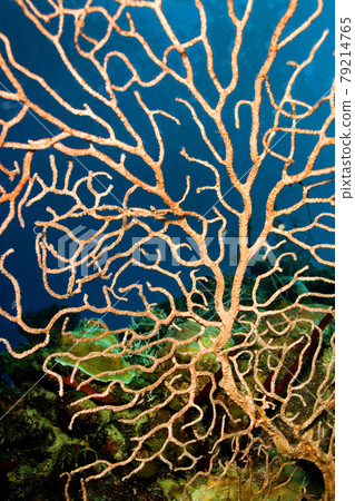 Gorgonian, Caribbean Sea, Playa Giron, Cuba Gorgonian, Caribbean Sea, Playa Giron, Cuba 79214765