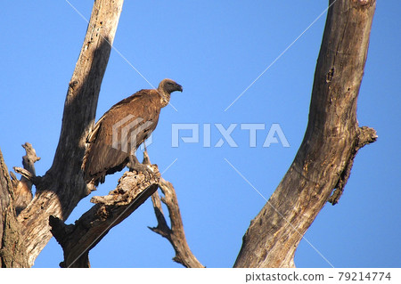 White-backed vulture, Chobe National Park, Botswana White-backed vulture, Chobe National Park, Botswana 79214774