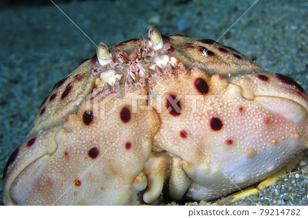 Royal Crab, Cabo Cope Puntas del Calnegre Natural Park, Spain Royal Crab, Cabo Cope Puntas del Calnegre Natural Park, Spain 79214782