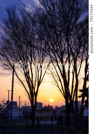 春天的日出（樹林）從山頂升起越過街道 79215044