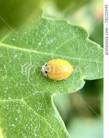 一隻瓢蟲棲息在一片葉子上 79215045