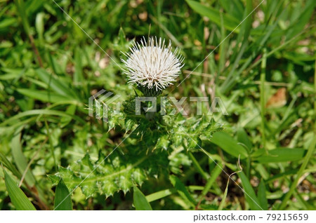White flowers of Cirsium japonicum White flowers of Cirsium japonicum 79215659