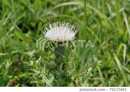 Cirsium japonicum 白花 79215661