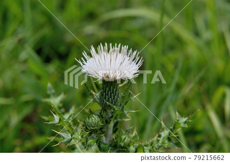 Cirsium japonicum 白花 79215662