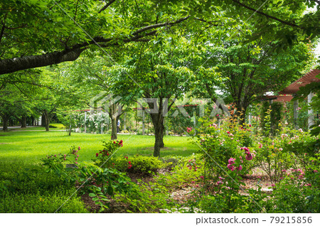Shinshu Sky Park Rose Garden 79215856
