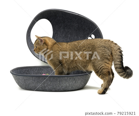 a young gray Scottish chinchilla straight cat stands in a gray felt house on a white background 79215921