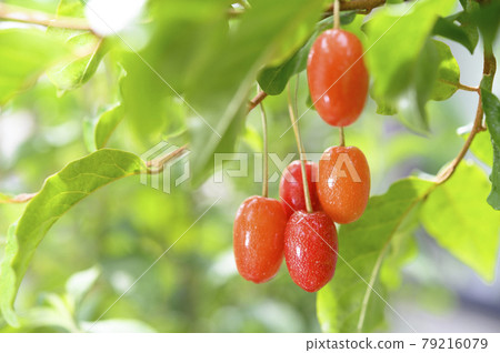 Surprised silverberry fruit 79216079