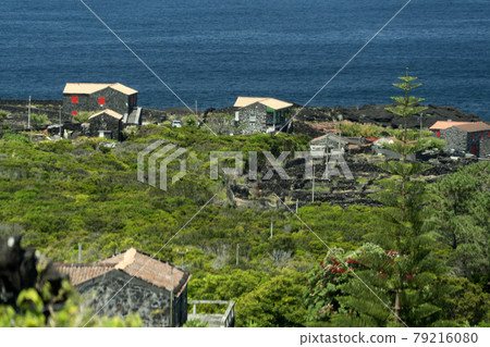 Pico Island Azores vineyard wine grapes protected by lava stone aerial view 79216080