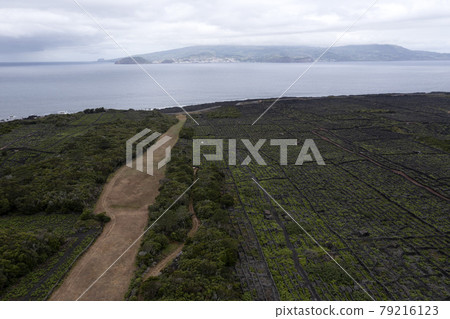 Pico Island Azores vineyard wine grapes protected by lava stone aerial view Pico Island Azores vineyard wine grapes protected by lava stone aerial view 79216123