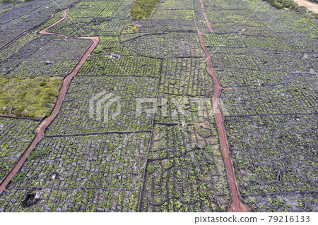 Pico Island Azores vineyard wine grapes protected by lava stone aerial view 79216133