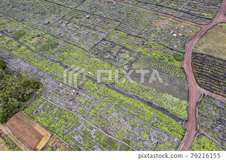 Pico Island Azores vineyard wine grapes protected by lava stone aerial view Pico Island Azores vineyard wine grapes protected by lava stone aerial view 79216155