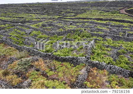 Pico Island Azores vineyard wine grapes protected by lava stone aerial view 79216156