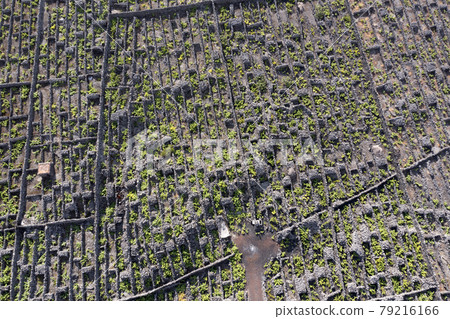 Pico Island Azores vineyard wine grapes protected by lava stone aerial view Pico Island Azores vineyard wine grapes protected by lava stone aerial view 79216166