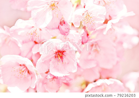 櫻花的形象 櫻花的形象 79216203
