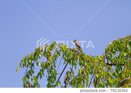 Ikar who came to eat the weeping cherry tree on a sunny spring day Ikar who came to eat the weeping cherry tree on a sunny spring day 79216362