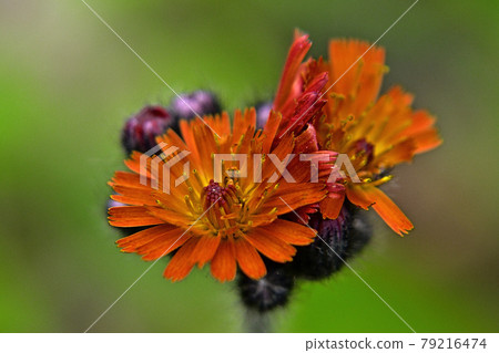 Coulin dandelion Coulin dandelion 79216474