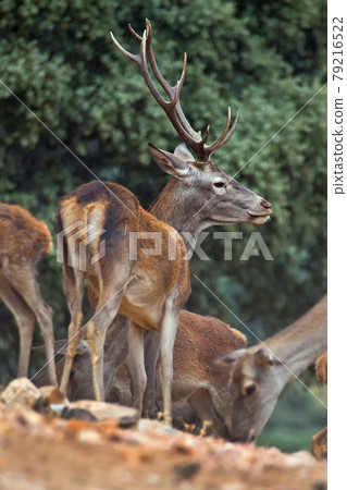 Red Deer, Monfrague National Park, Spain 79216522