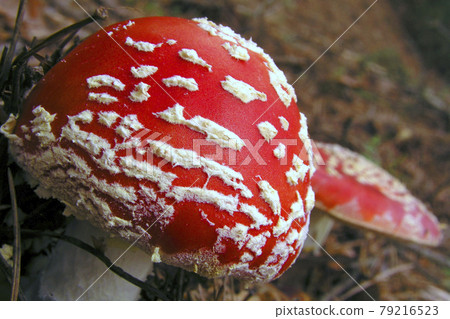 Fly Agaric, Fly Amanita, Sierra de Guadarrama National Park, Spain. 79216523