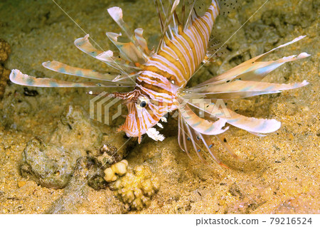 Lionfish, Red Sea, Egypt 79216524