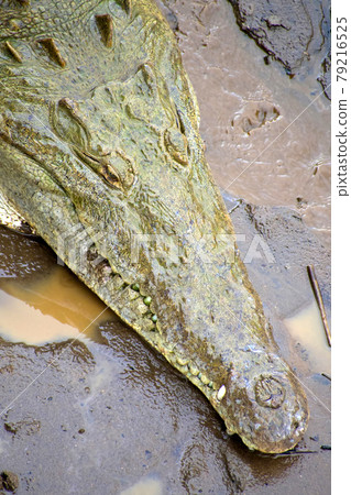 American Crocodile, Boca Tapada, Costa Rica, America 79216525