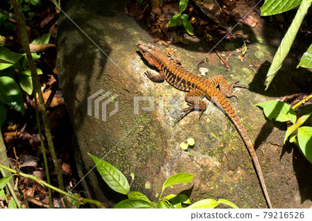 Rainbow Ameiva, Lizard, Marino Ballena National Park, Costa Rica Rainbow Ameiva, Lizard, Marino Ballena National Park, Costa Rica 79216526
