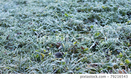 Green grass covered with hoarfrost under sun light, selective focus 79216543