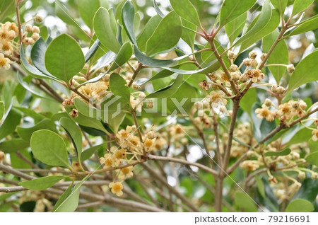 Ternstroemia flower Ternstroemia flower 79216691