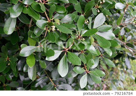 Ternstroemia 花和葉 Ternstroemia 花和葉 79216784