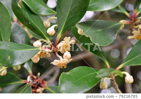 Ternstroemia 花 79216785