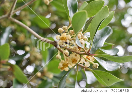 Ternstroemia flower Ternstroemia flower 79216786