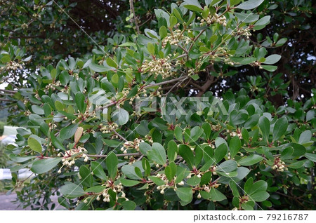 Ternstroemia 花 79216787