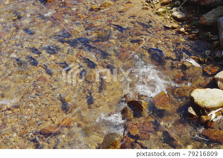 粉紅鮭魚助跑（北海道知床） 79216809