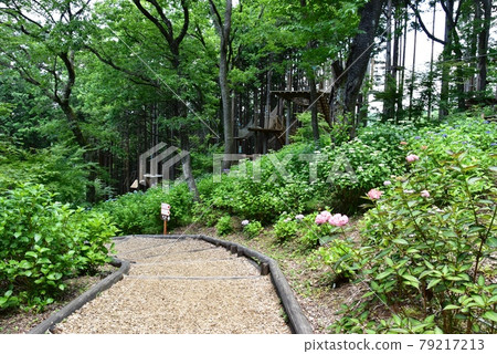 Mishima City Mishima Skywalk North Area kicoro no Mori Hydrangea Path 79217213