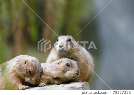 神戶動物王國的俄羅斯草原土撥鼠 神戶動物王國的俄羅斯草原土撥鼠 79217236