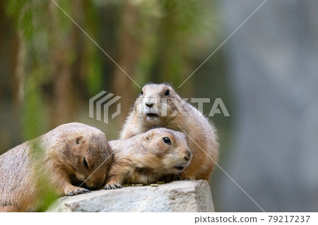 Ogro prairie dog of Kobe animal kingdom 79217237