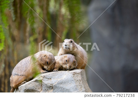 Ogro prairie dog of Kobe animal kingdom 79217238