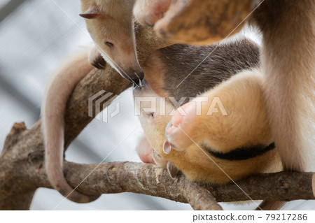神戶動物王國的Minami Koa Rikui 神戶動物王國的Minami Koa Rikui 79217286