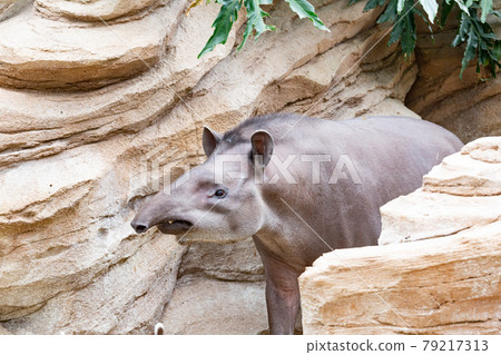 America's tapir in Kobe Animal Kingdom America's tapir in Kobe Animal Kingdom 79217313