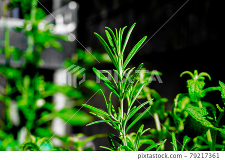 Groove rosemary 79217361